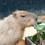 むくんでる！？と感じたらその日のうちにケアすべし