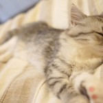 睡眠時間がダイエットになる4つのテクニック