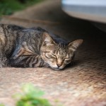 睡眠のプロに聞く、美肌と睡眠に関する驚きの事実