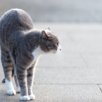 セクシーな体になる方法5つ