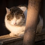 科学で実証された「マッサージで痩せやすい体になる」理由