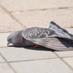 日本初「肥満治療薬」のダイエット効果に沸く女性誌、その“非現実的”な側面